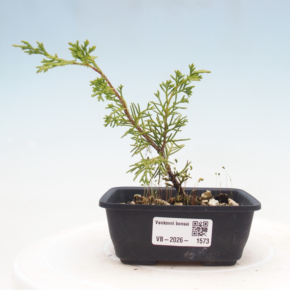 Outdoor bonsai - Juniperus chinensis Itoigawa