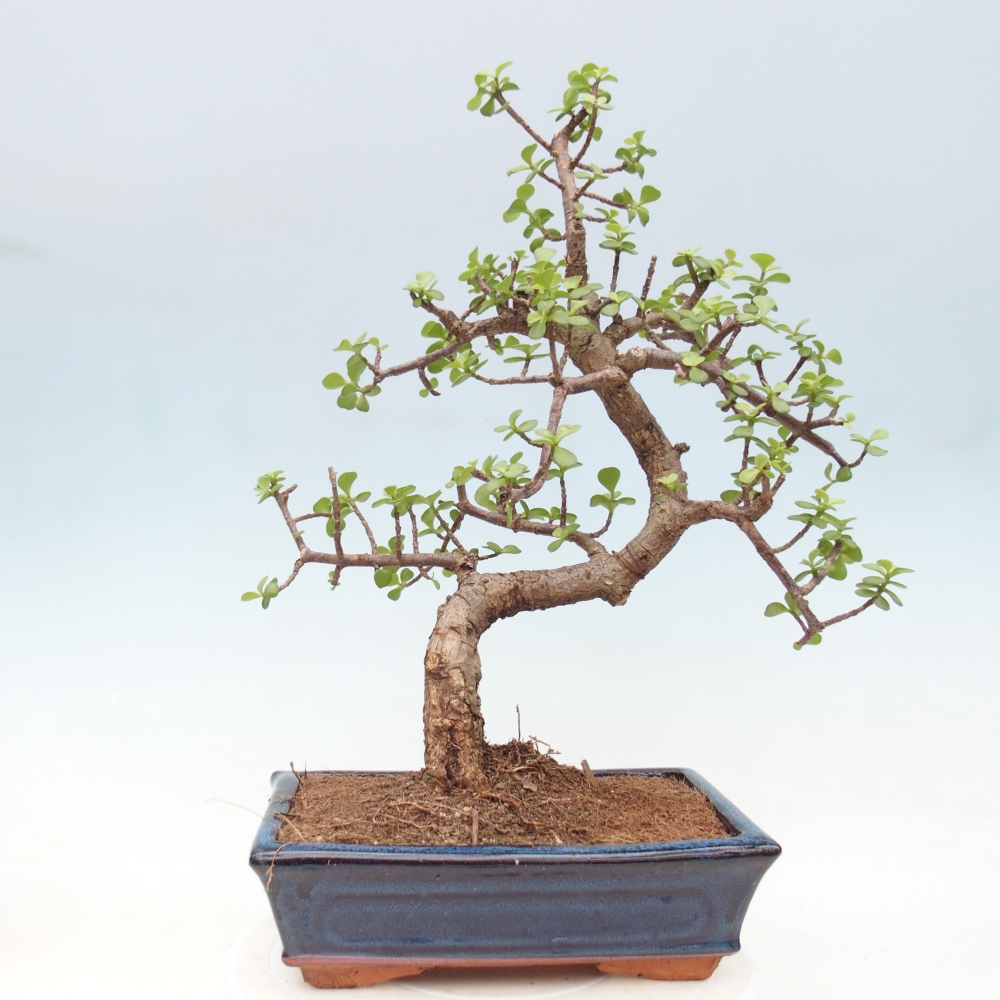 Room bonsai - Portulakaria Afra - Tlustice