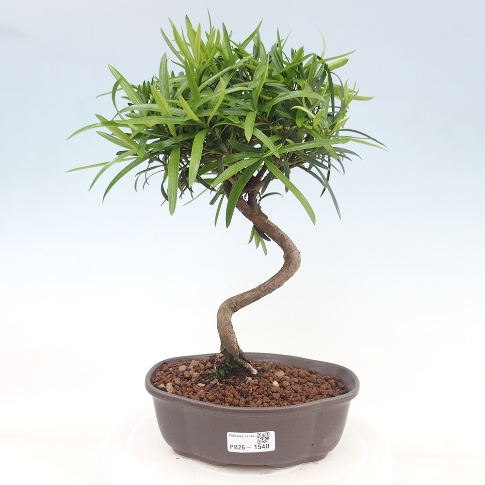 Room bonsai - Podocarpus - Stone Yew