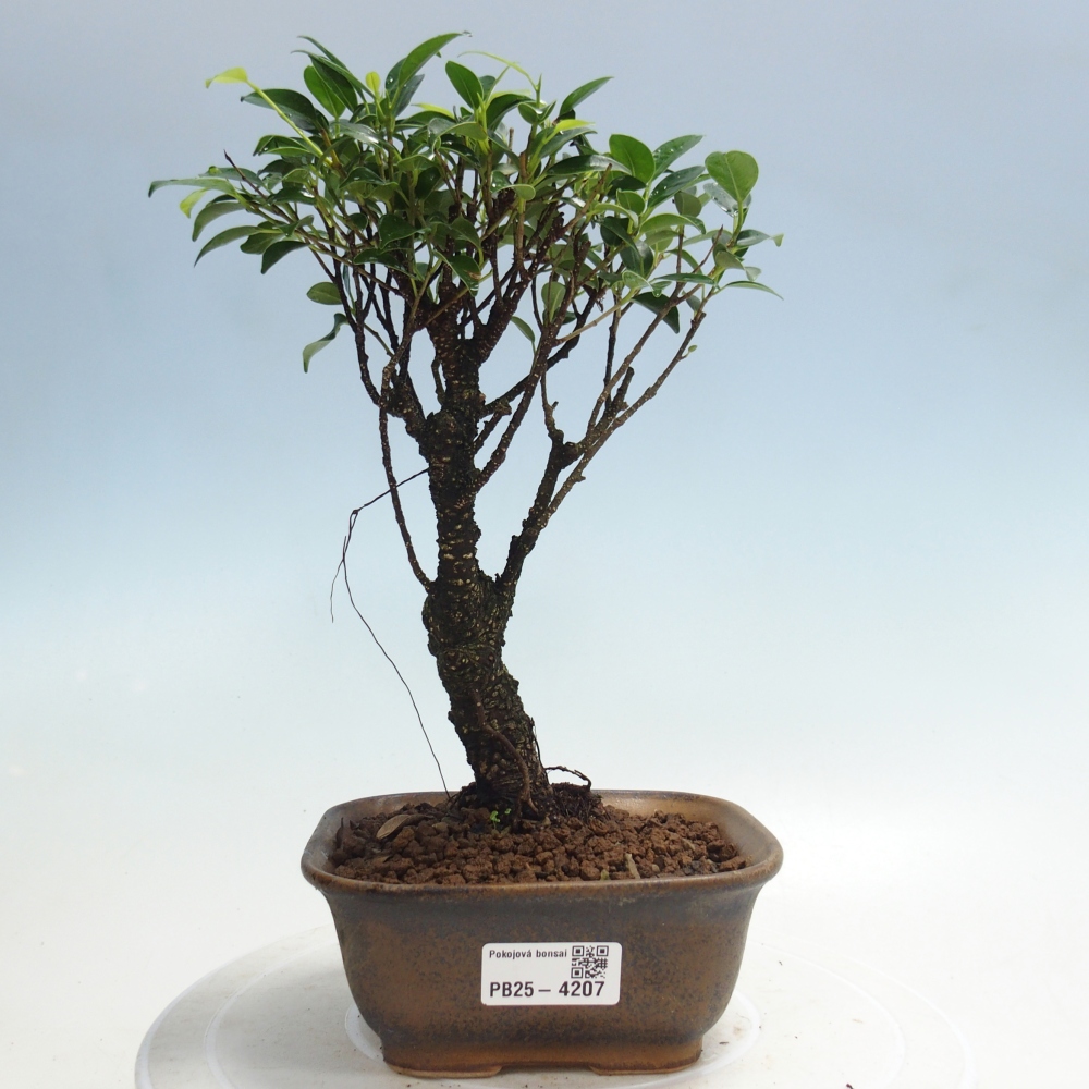 Room bonsai - Ficus retusa - small-leaved ficus