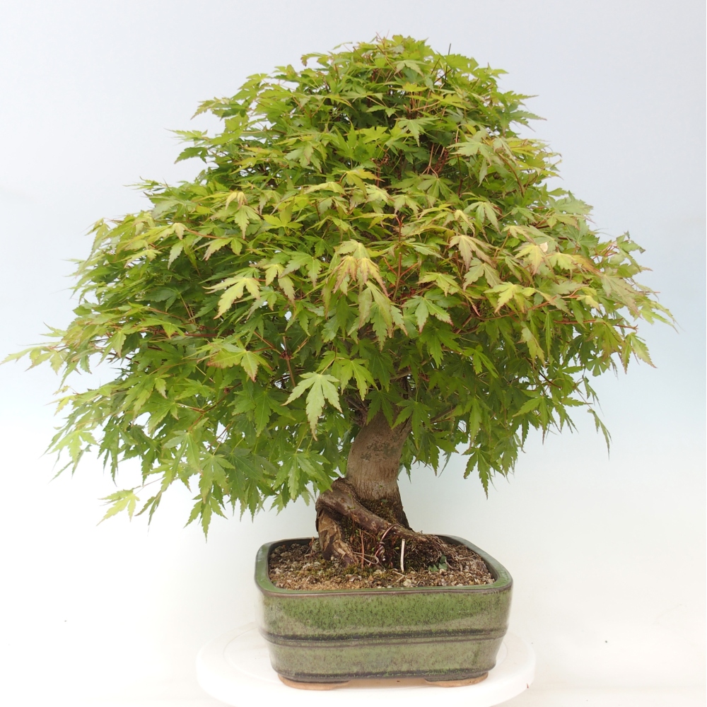 Outdoor bonsai - Acer palmatum - pallet preparation ONLY