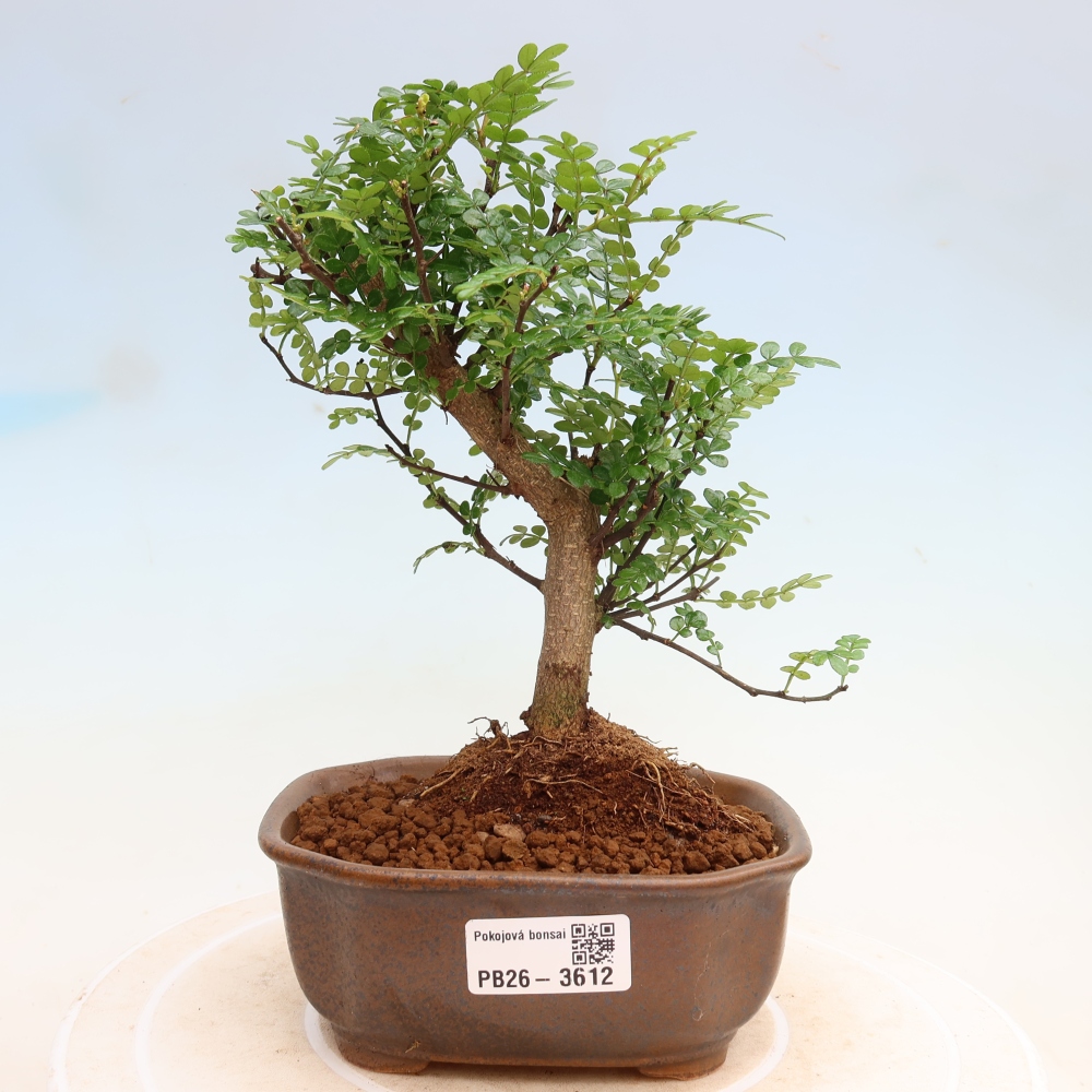 Room bonsai - Zantoxylum piperitum - pepper tree