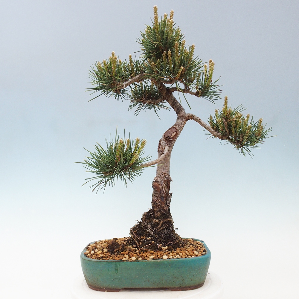 Outdoor bonsai - Pinus Sylvestris - Scots pine