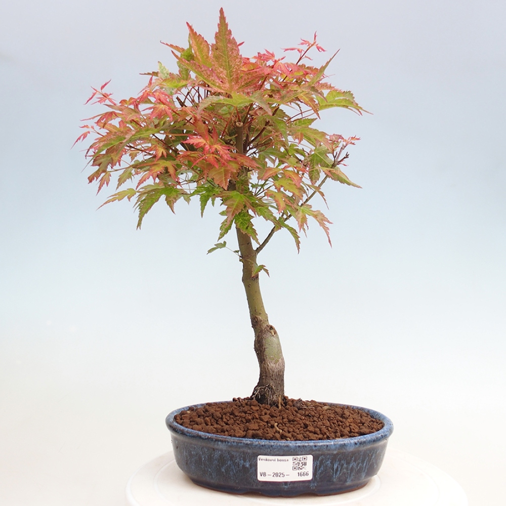 Maple - Acer palmatum Beni Tsukasa