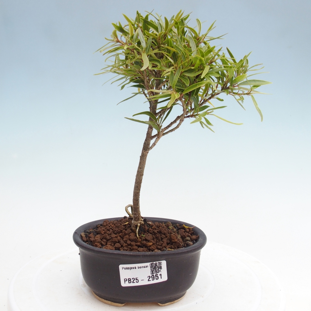 Indoor bonsai - Ficus nerifolia - small-leaved ficus