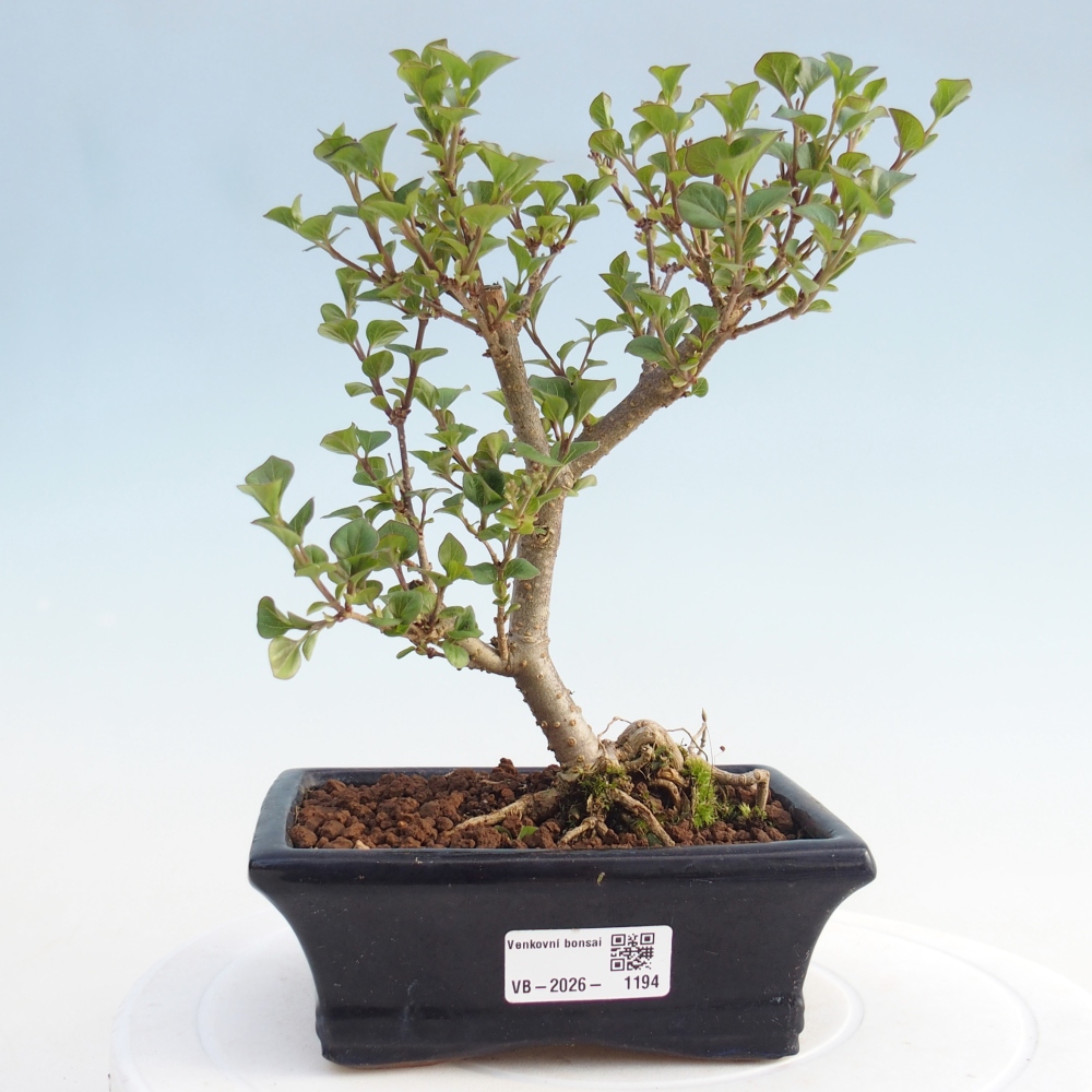 Outdoor bonsai - Syringa Meyeri Palibin - Meyer's Lilac
