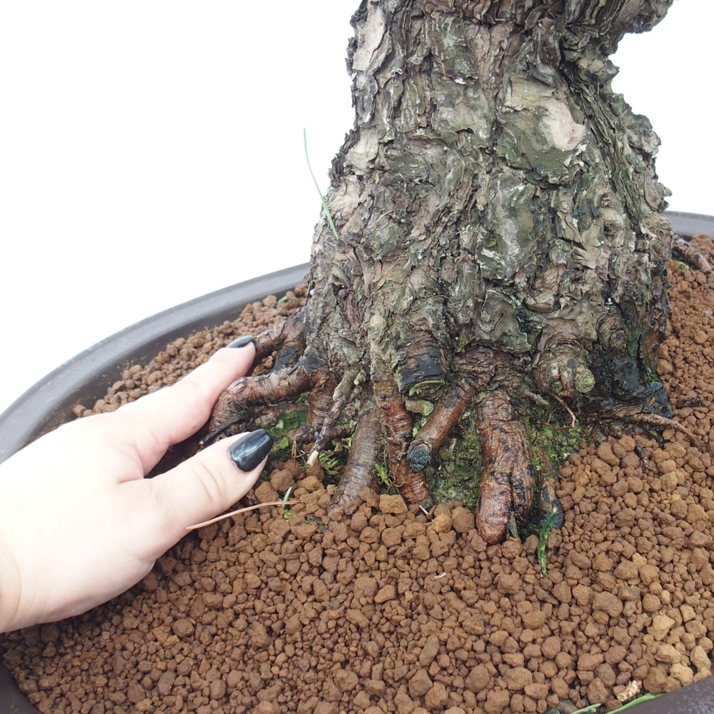 Outdoor bonsai - Pinus thunbergii - Thunberg pine