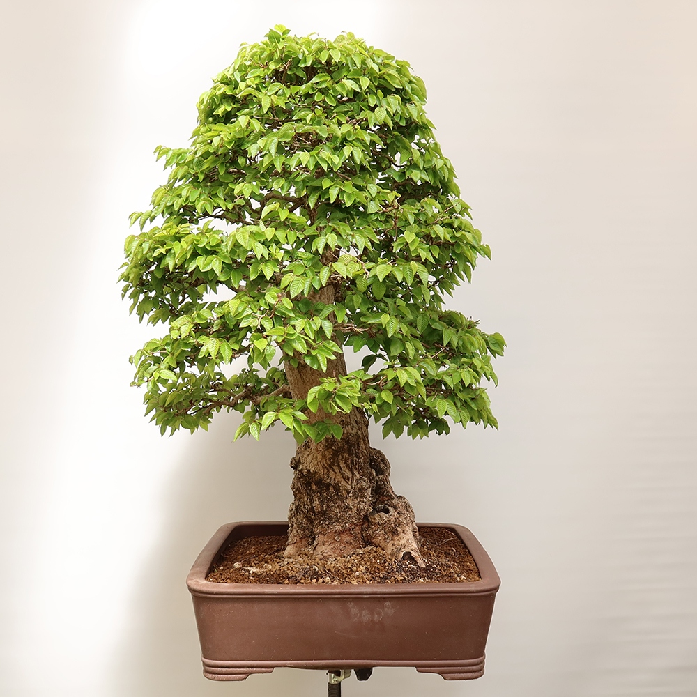 Outdoor bonsai - Carpinus Coreana - Korean hornbeam