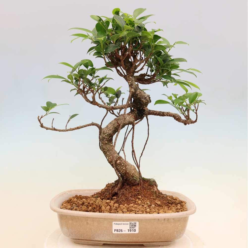 Room bonsai - Ficus kimmen - small-leaved ficus
