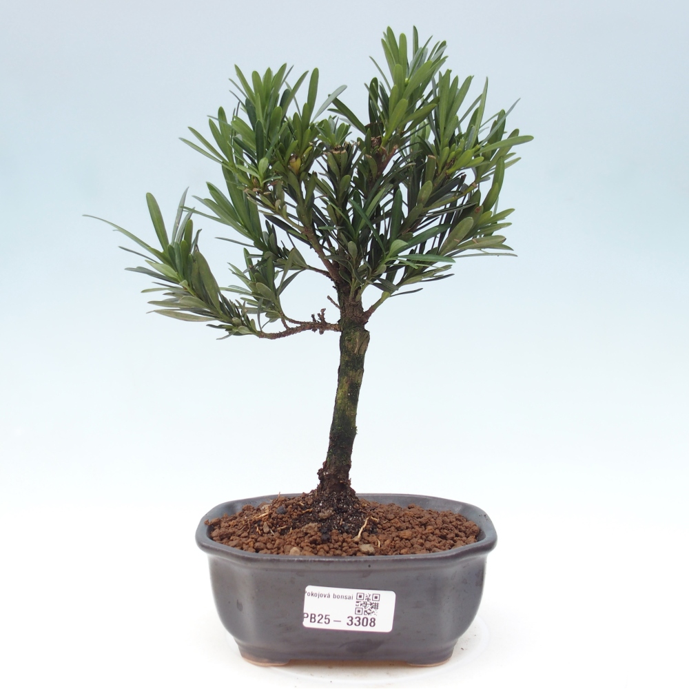 Room bonsai - Podocarpus - Stone Yew