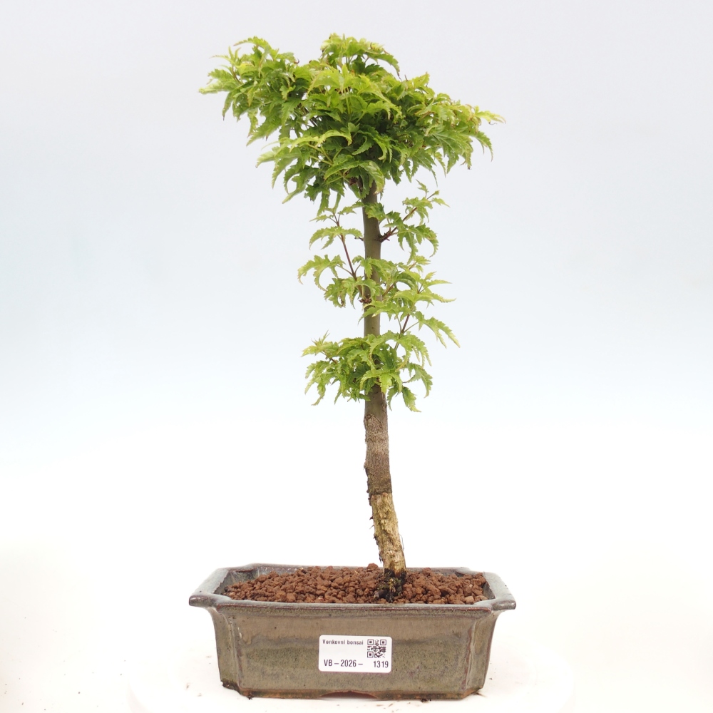 Outdoor bonsai -Javor palm Acer palmatum Shishigashira