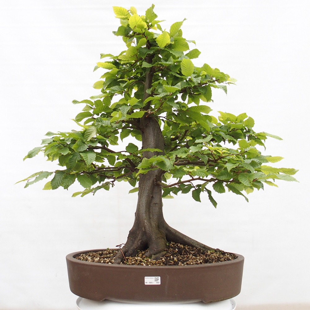 Outdoor bonsai - Hornbeam - Carpinus betulus