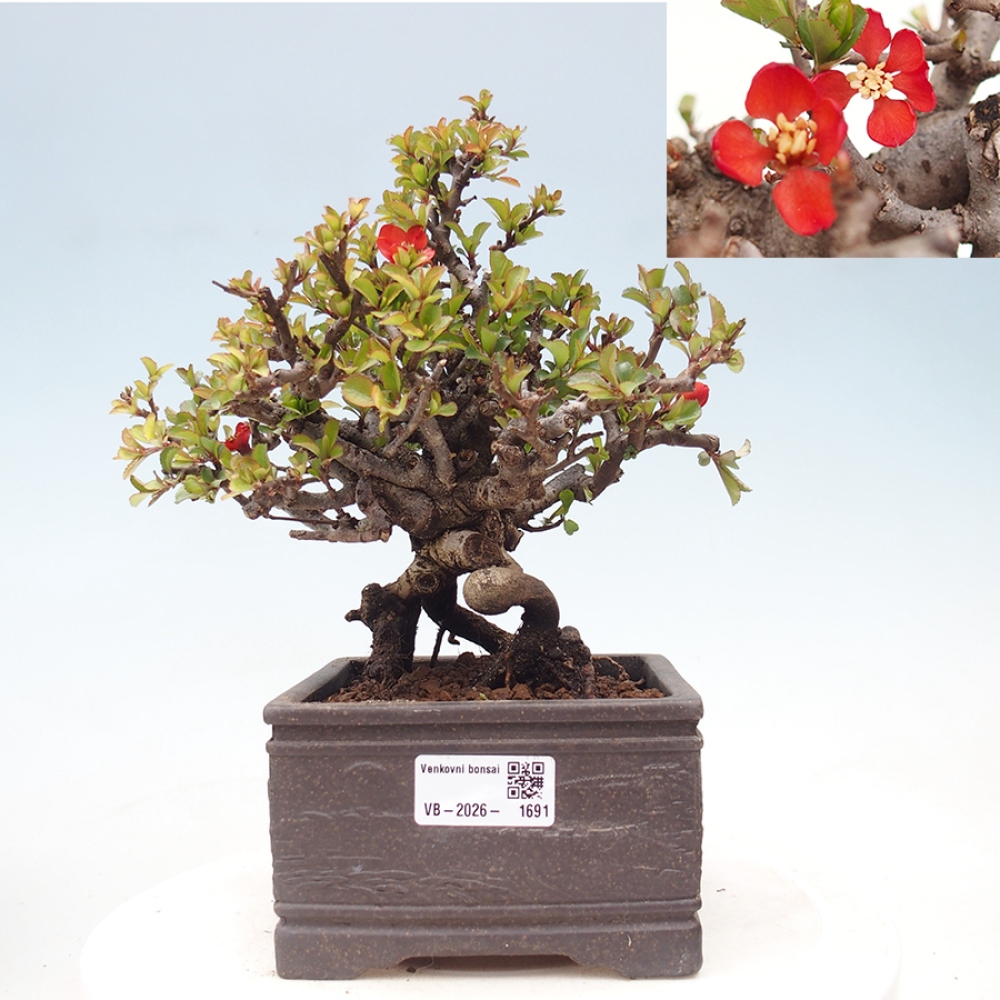 Outdoor bonsai - Chaneomeles speciosa - Quince