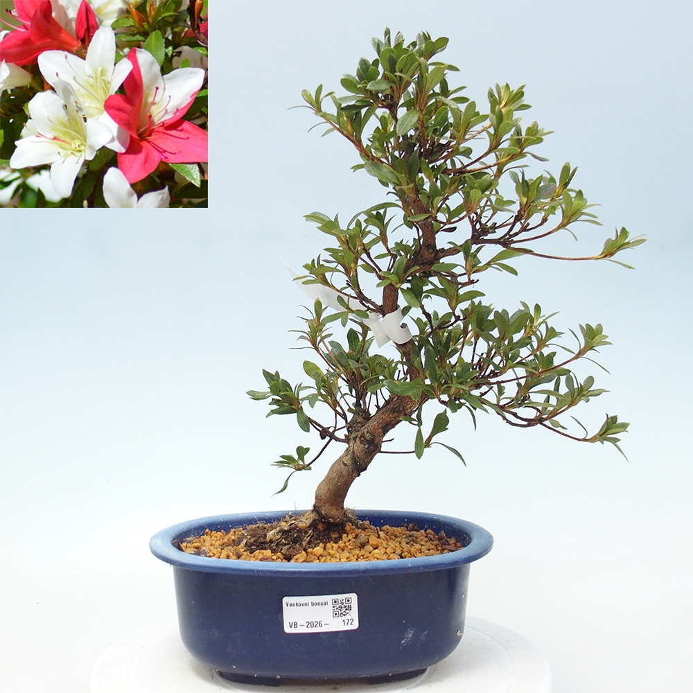 Outdoor bonsai - Japanese azalea - Azalea CHIHIRO