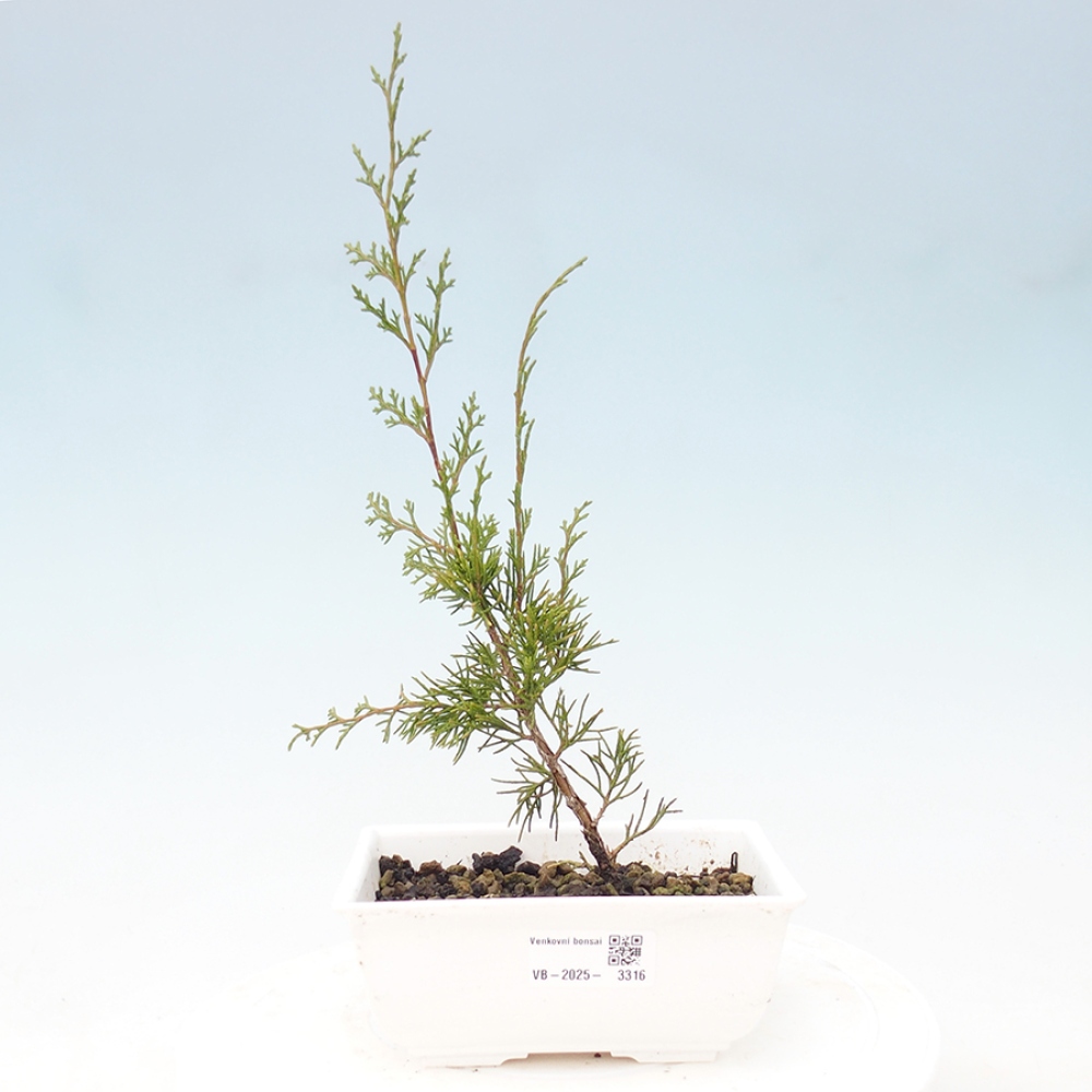 Outdoor bonsai - Juniperus chinensis Itoigawa - Chinese juniper