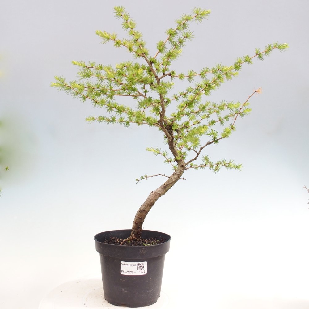 Outdoor bonsai -Larix decidua - Larch