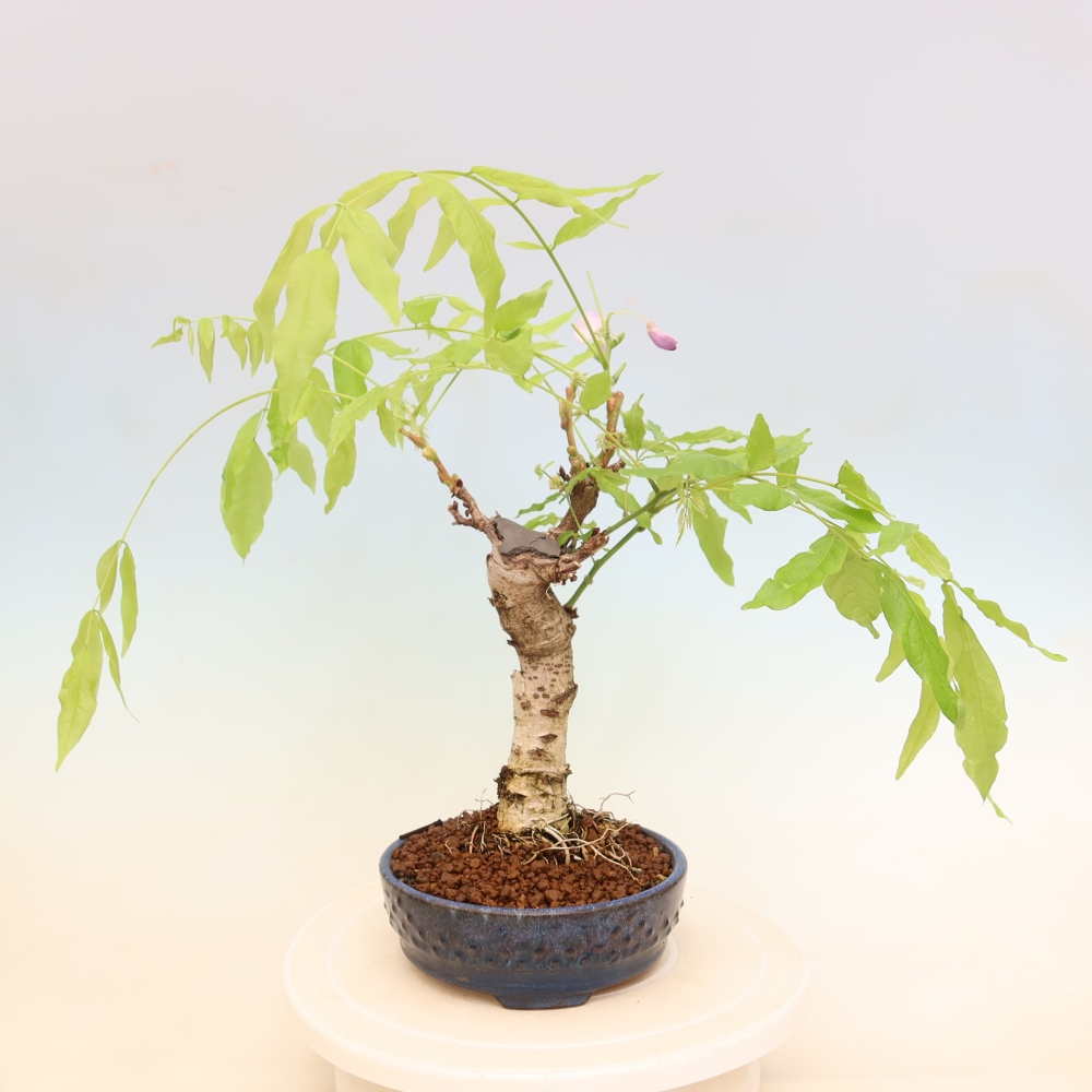 Outdoor bonsai - Wisteria floribunda