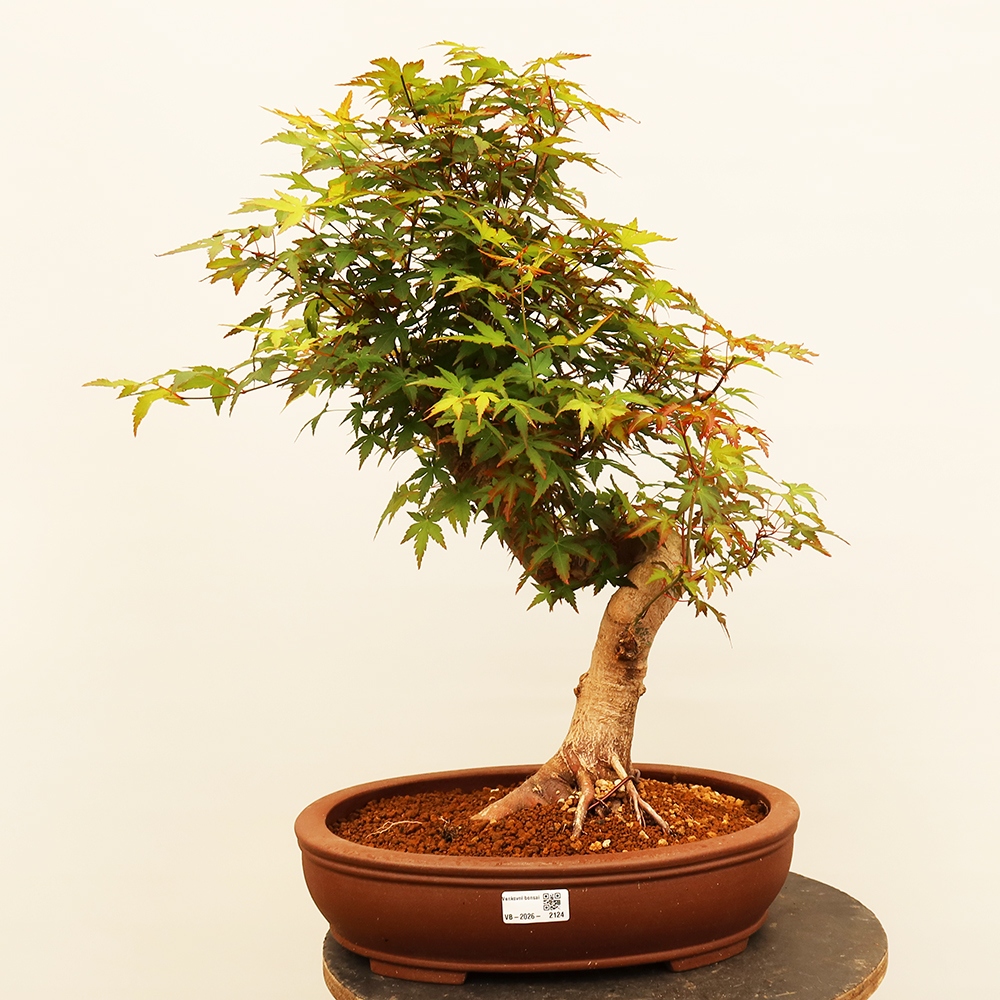 Outdoor bonsai - Maple palmatum - Palms