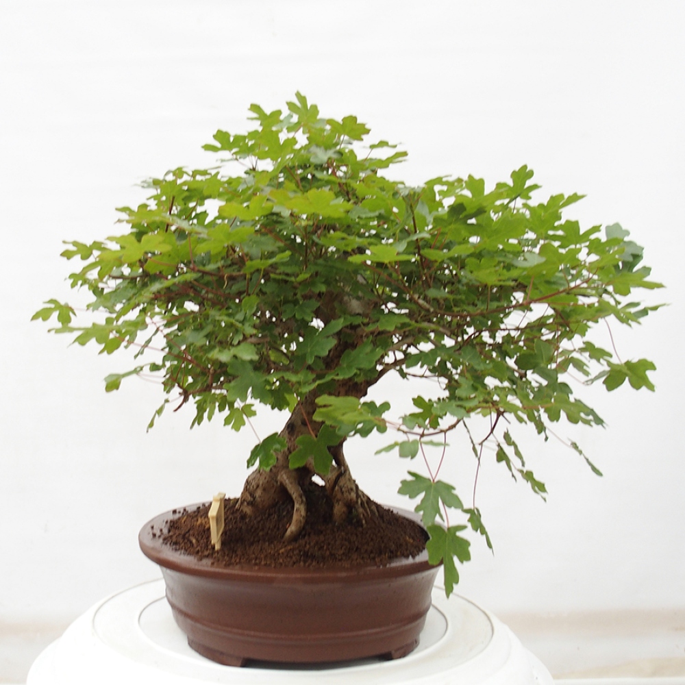 Outdoor bonsai - Acer Campestre - Baby maple