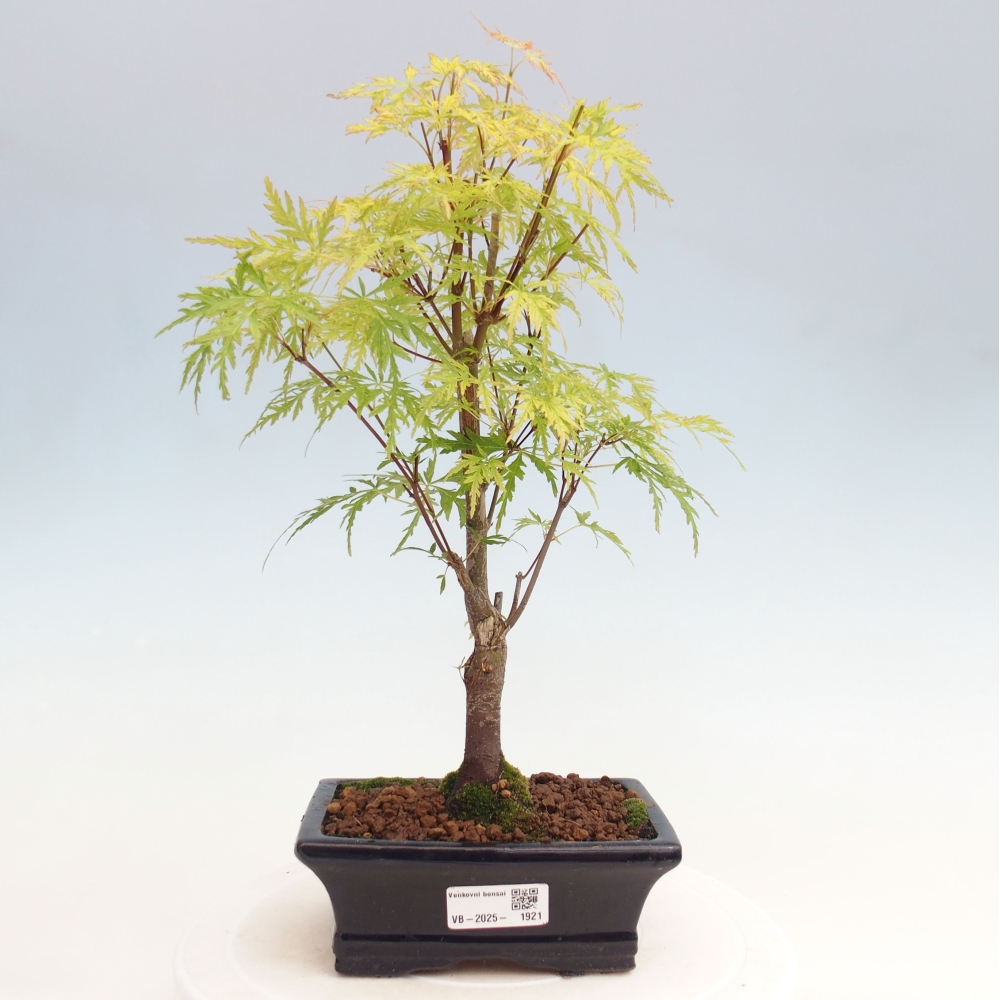 Outdoor bonsai - Acer palmatum Dissectum - Japanese Maple 