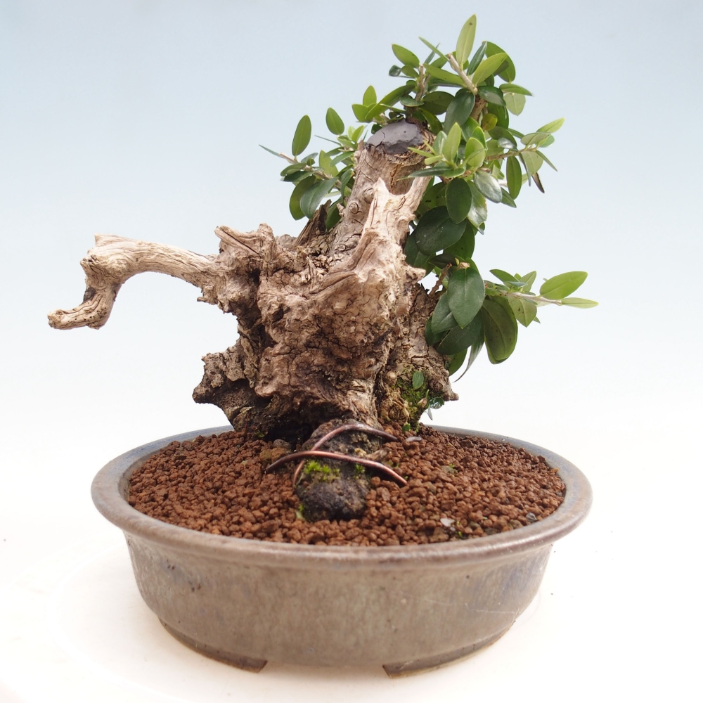Indoor bonsai - Olea europaea sylvestris - European small-leaved olive oil