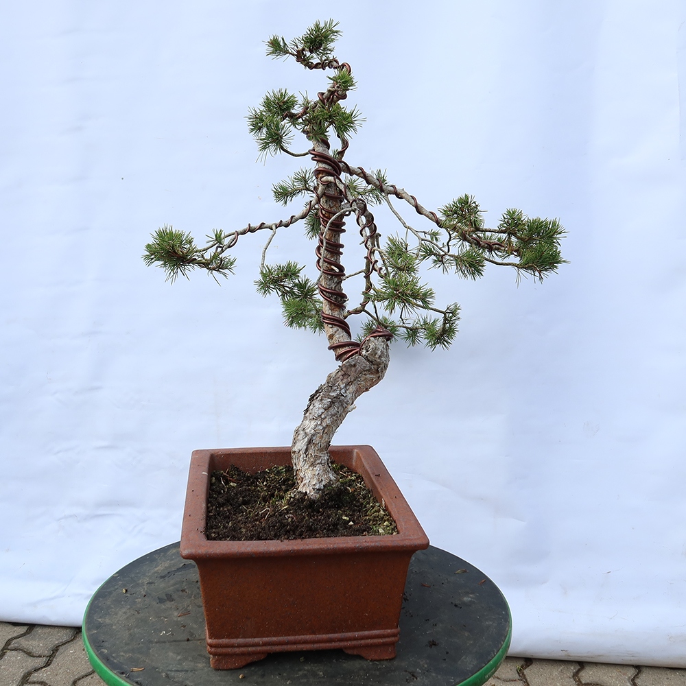 Pinus sylvestris Spain - Scots pine