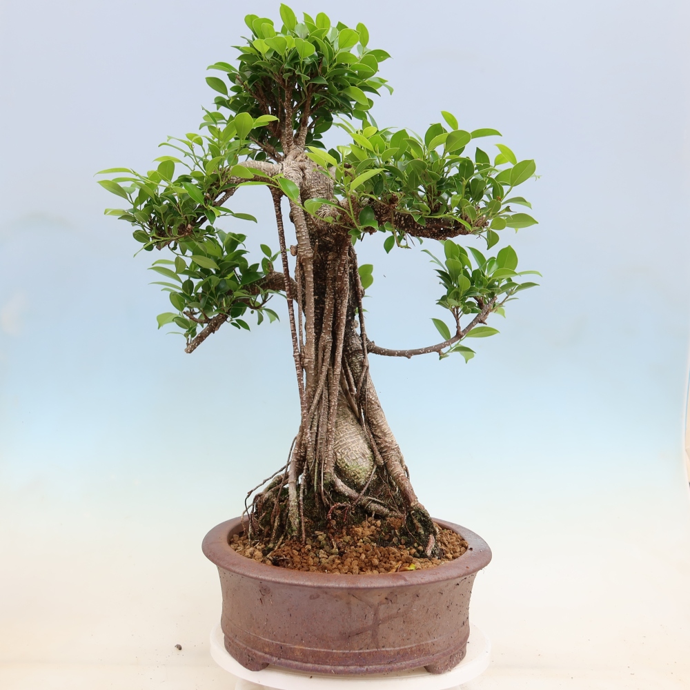 Room bonsai - Ficus kimmen - small-leaved ficus