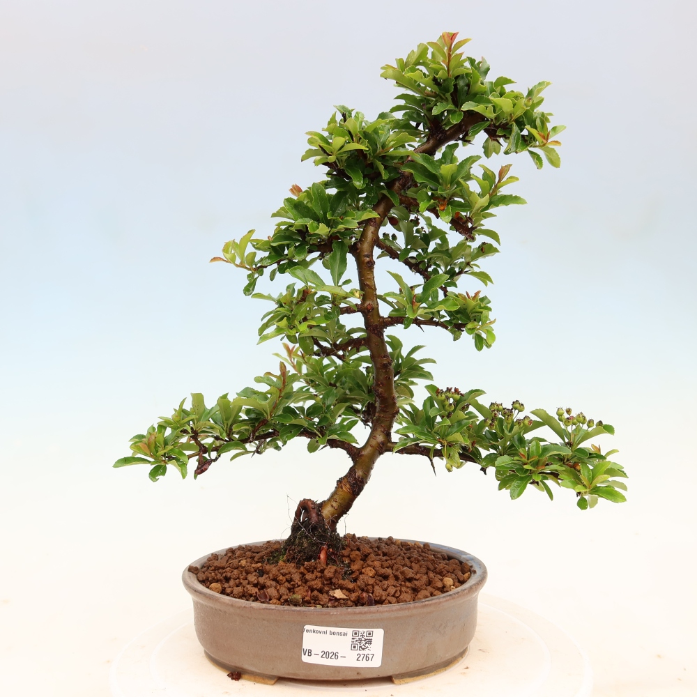 Outdoor Bonsai - Pyracantha teton - Scarlet Firethorn