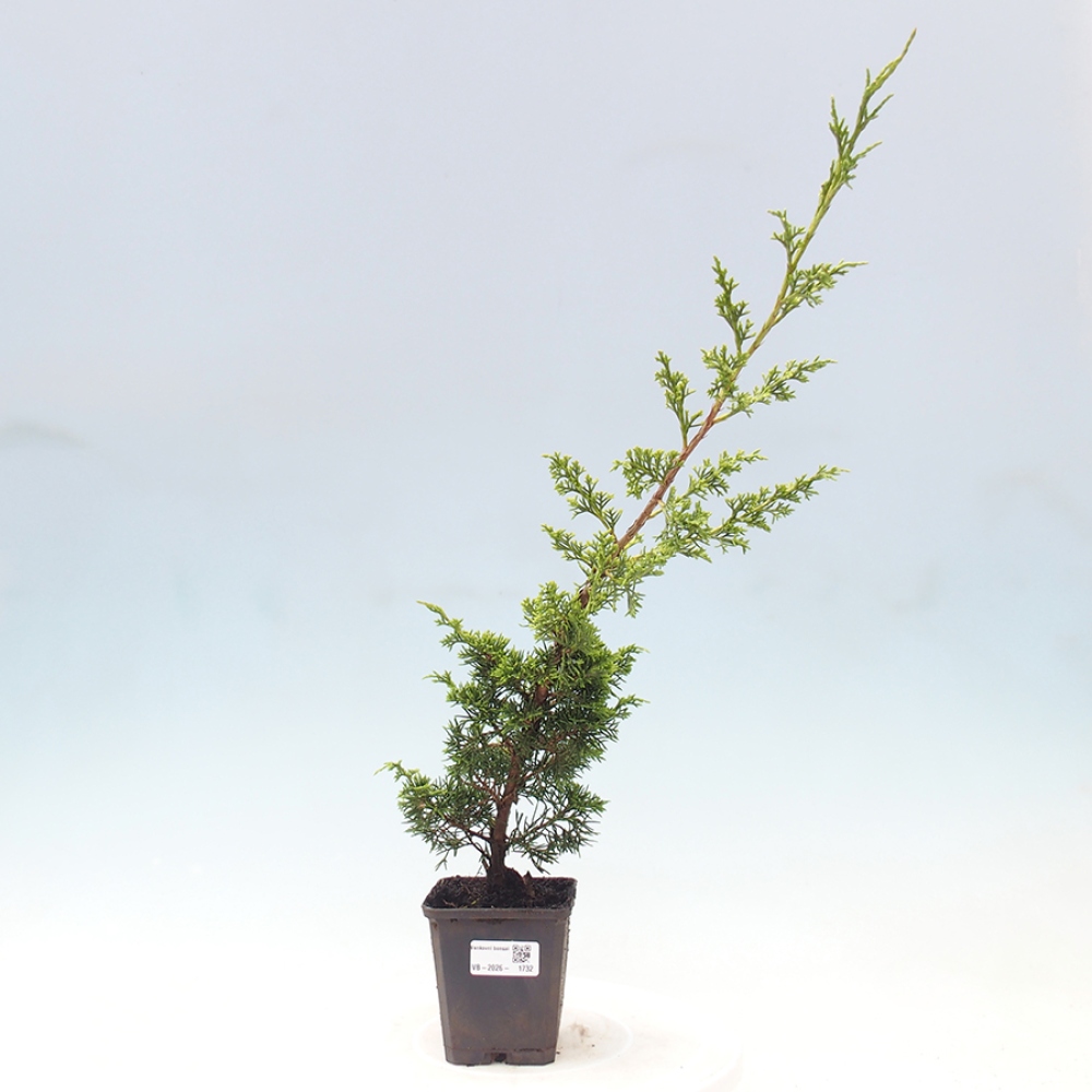 Outdoor bonsai - Juniperus chinensis Itoigawa