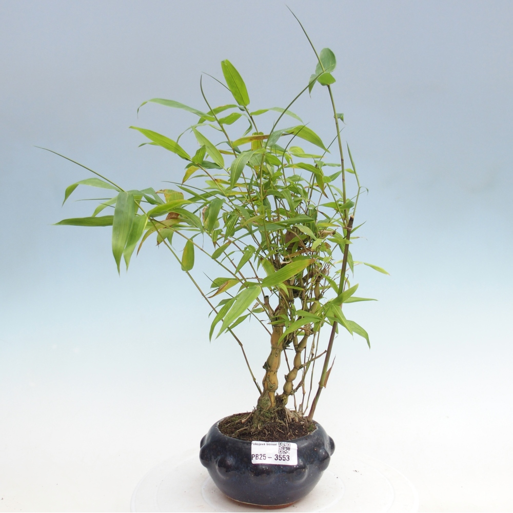 Room bonsai - Bamboo budha-Bamboo budha belly