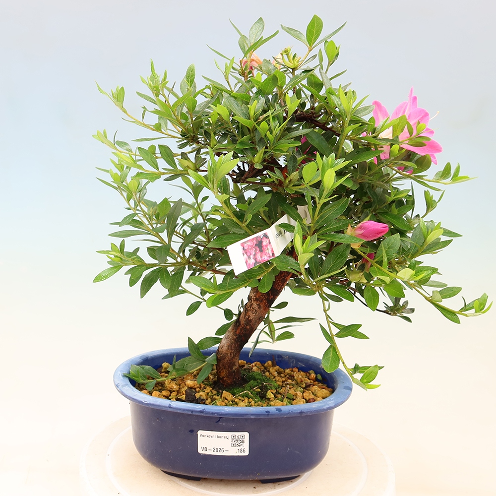 Outdoor bonsai - Japanese Azalea - Azalea Yoko