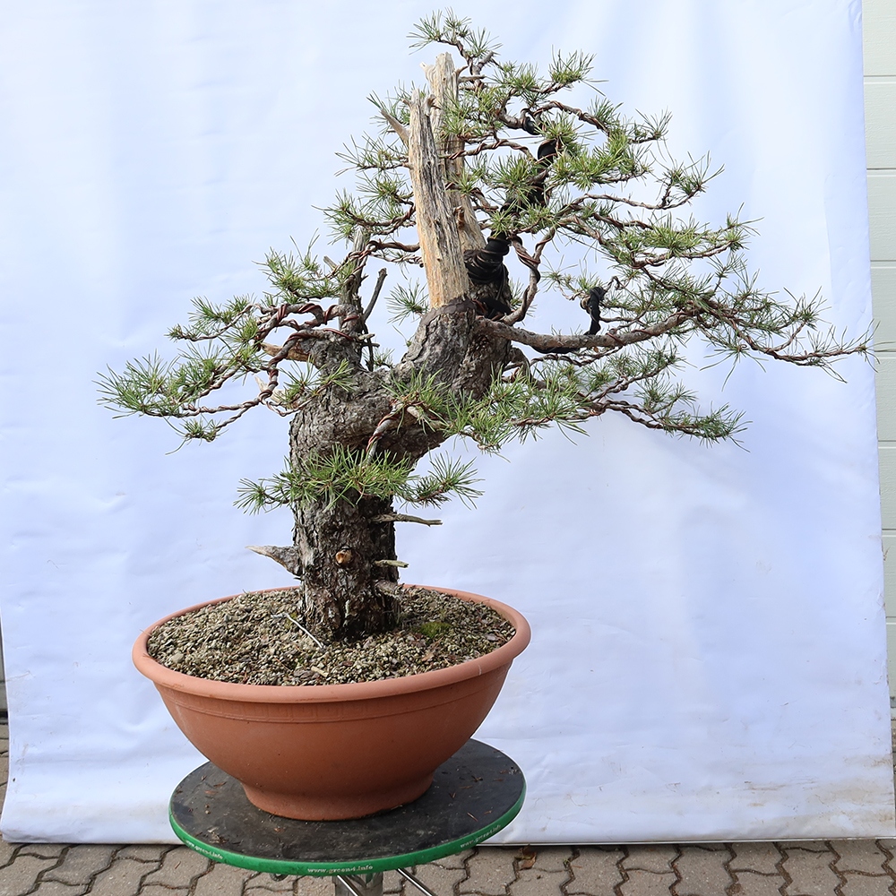 Pinus sylvestris Spain - Scots pine