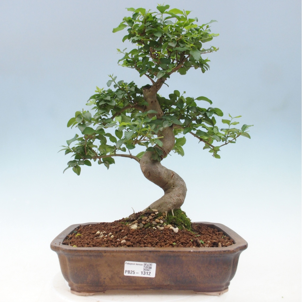 Indoor bonsai - Ligustrum chinensis - Bird's eye view