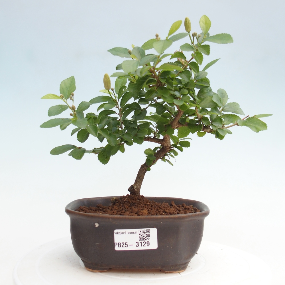 Indoor bonsai - Grewia occidentalis - Lavender star