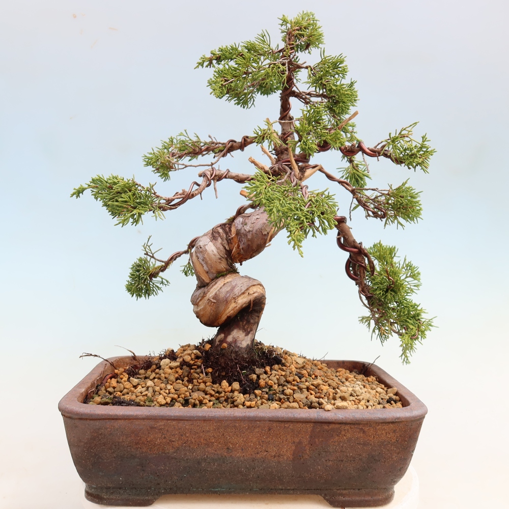 Outdoor Bonsai - Juniperus chinensis Itoigawa - Chinese Juniper