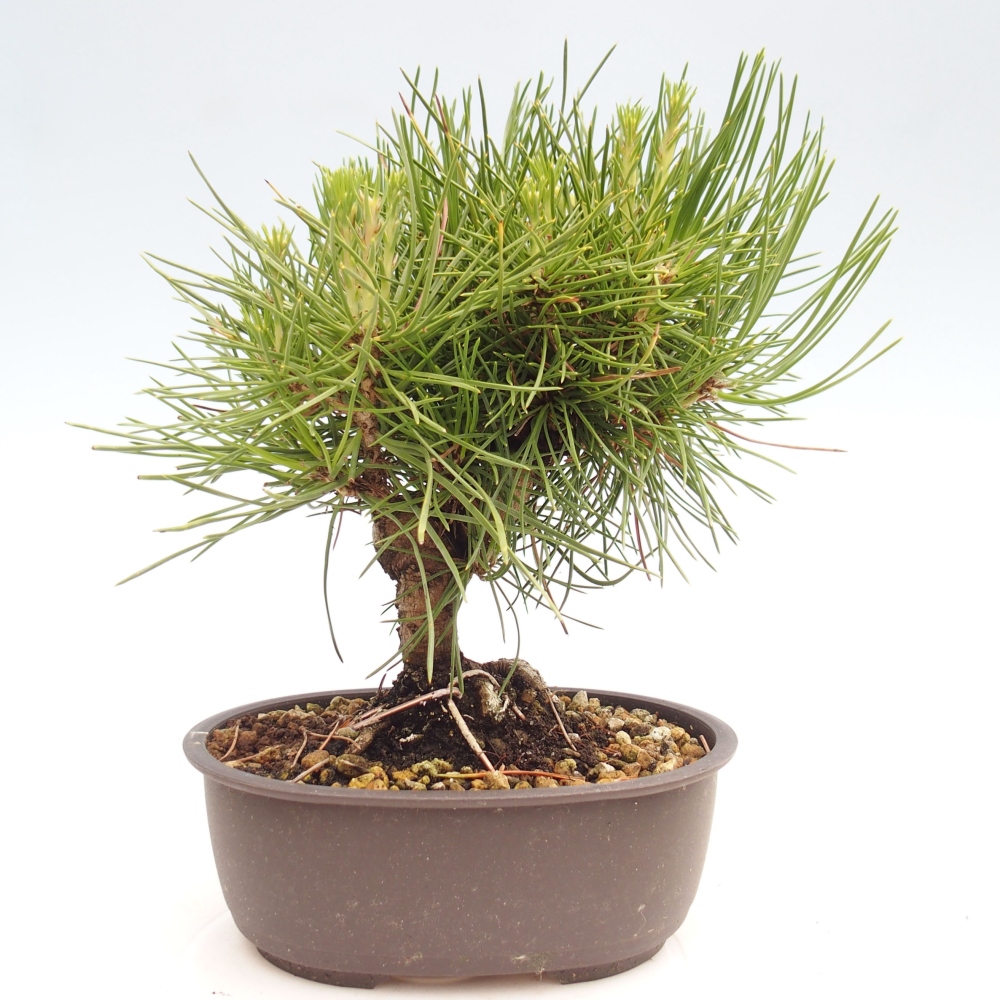 Outdoor bonsai - Pinus thunbergii - Thunbergia pine
