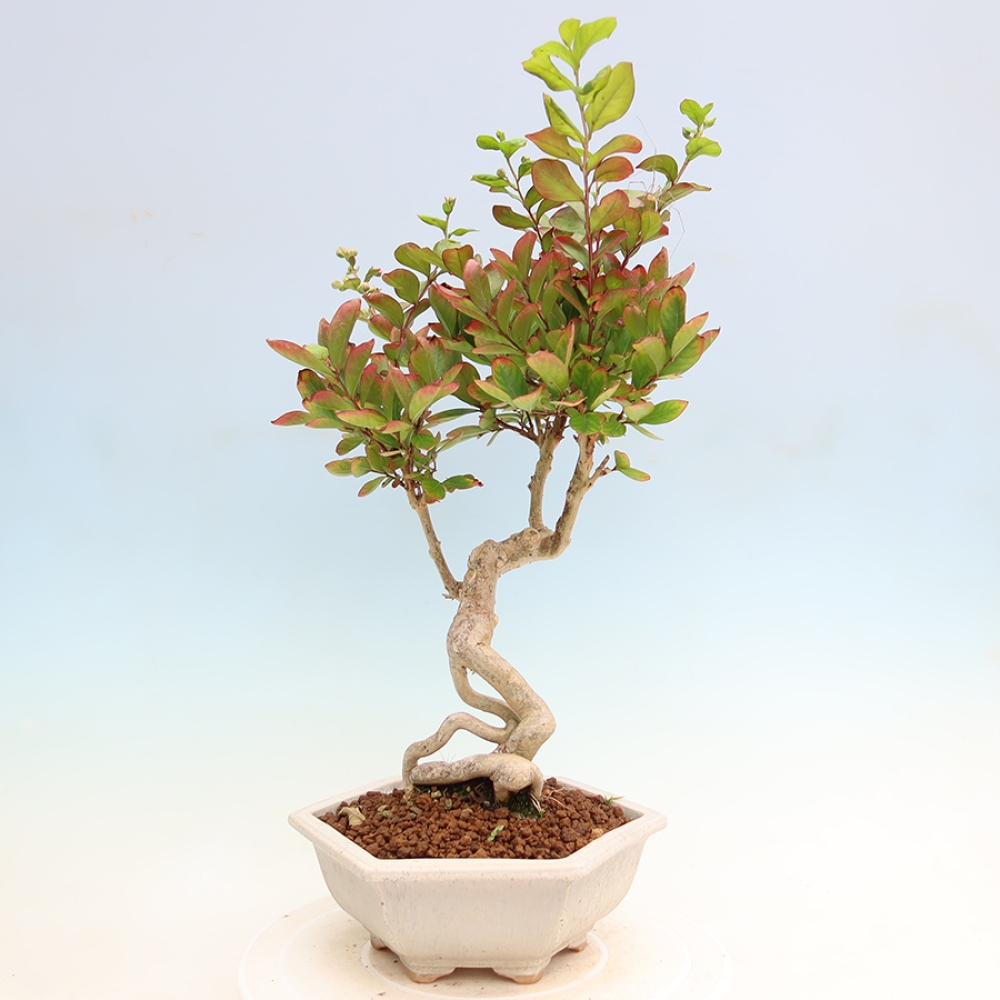 Indoor Bonsai - Lagerstroemia indica - Indian Lilac