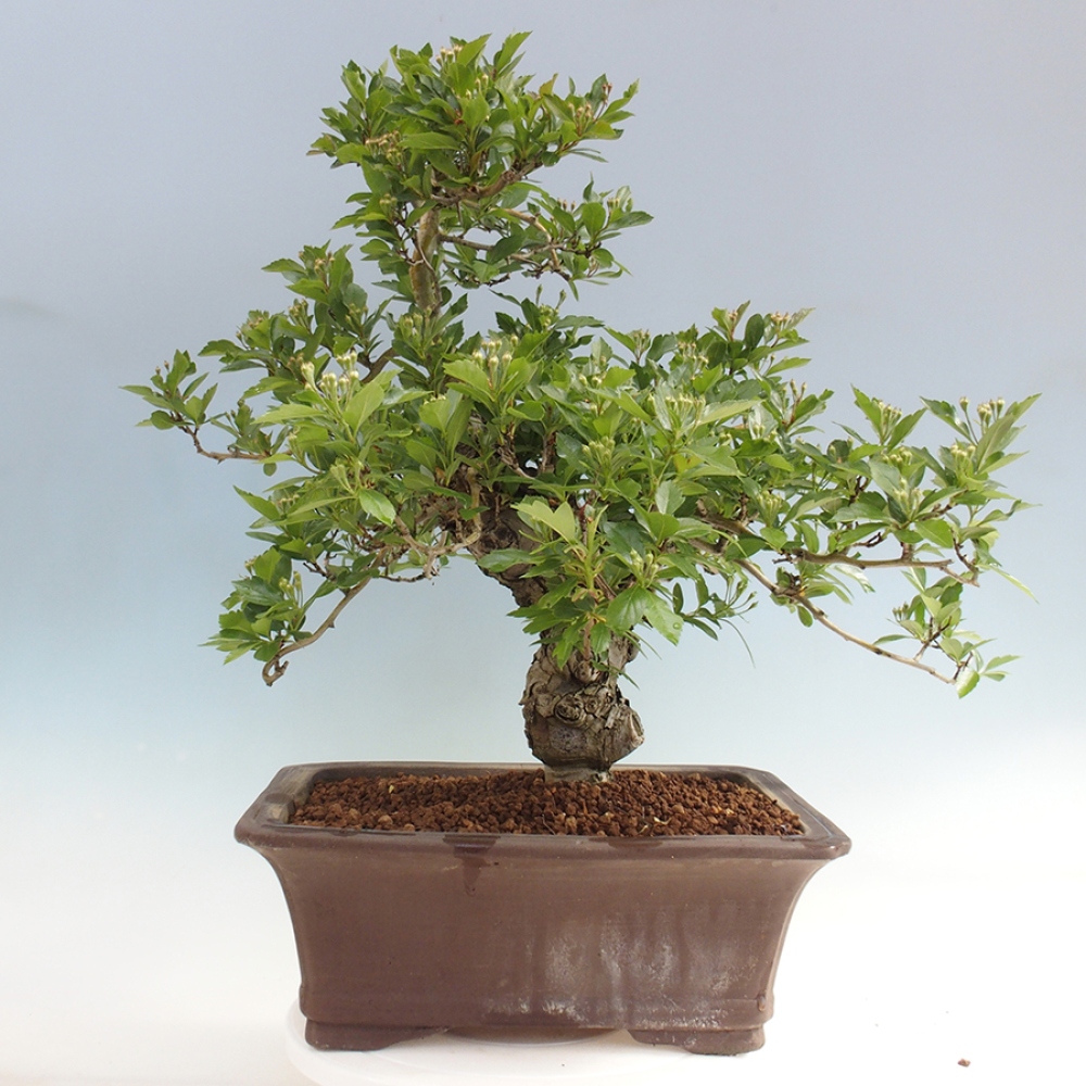 Outdoor bonsai - Hawthorn - Crataegus cuneata