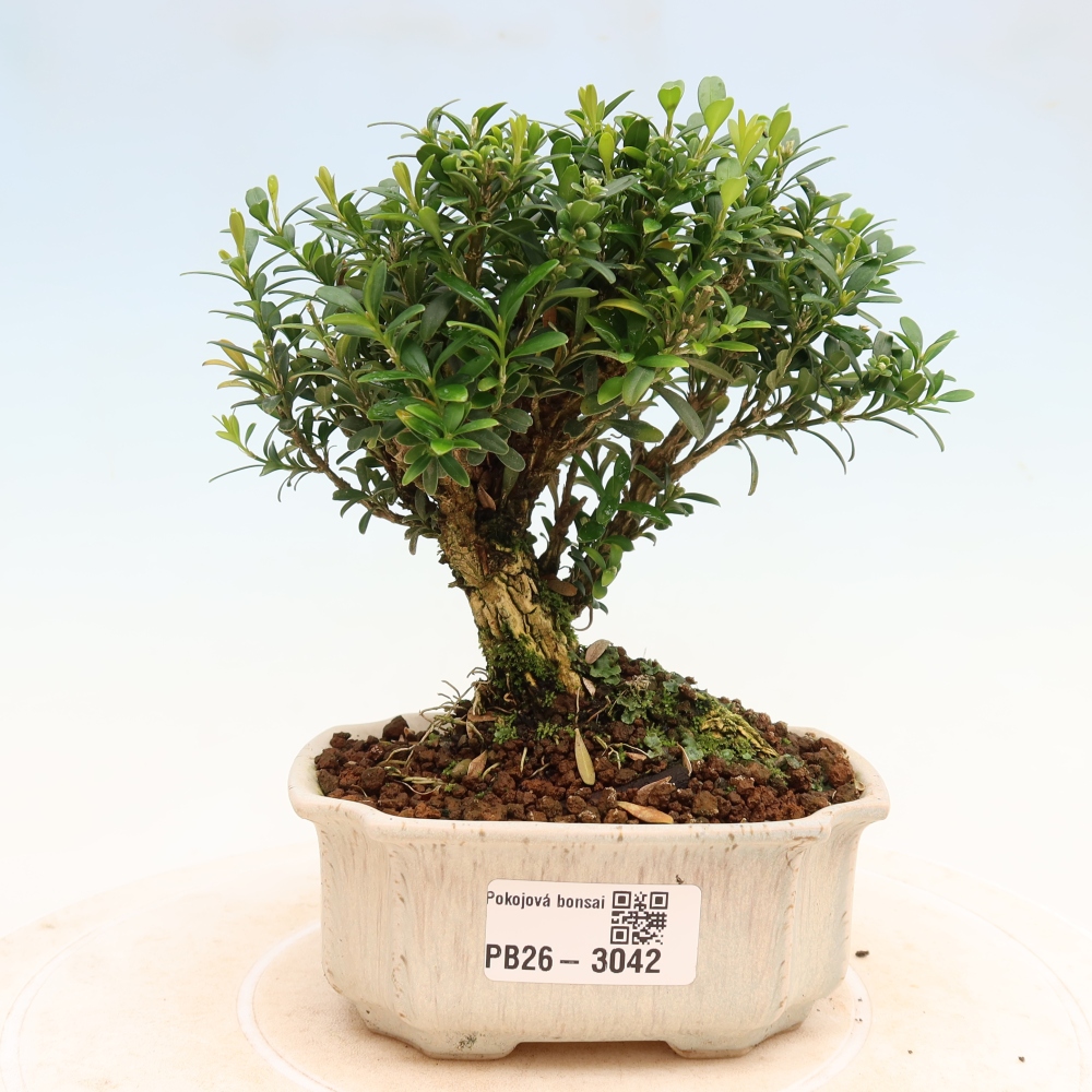 Room bonsai - Buxus harlandii - cork buxus