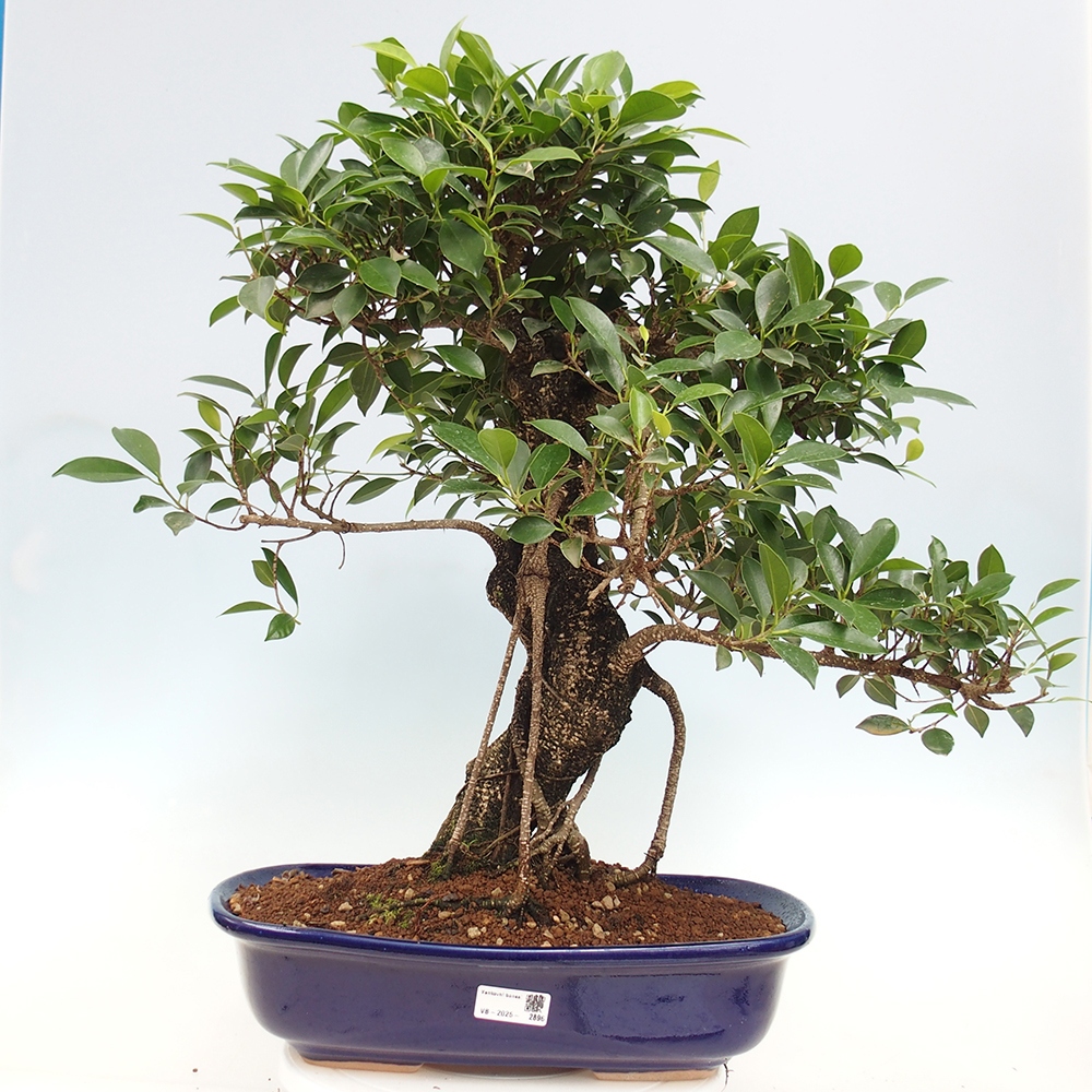 Room bonsai - Ficus kimmen - small-leaved ficus - PERSONAL COLLECTION ONLY or pallet transport