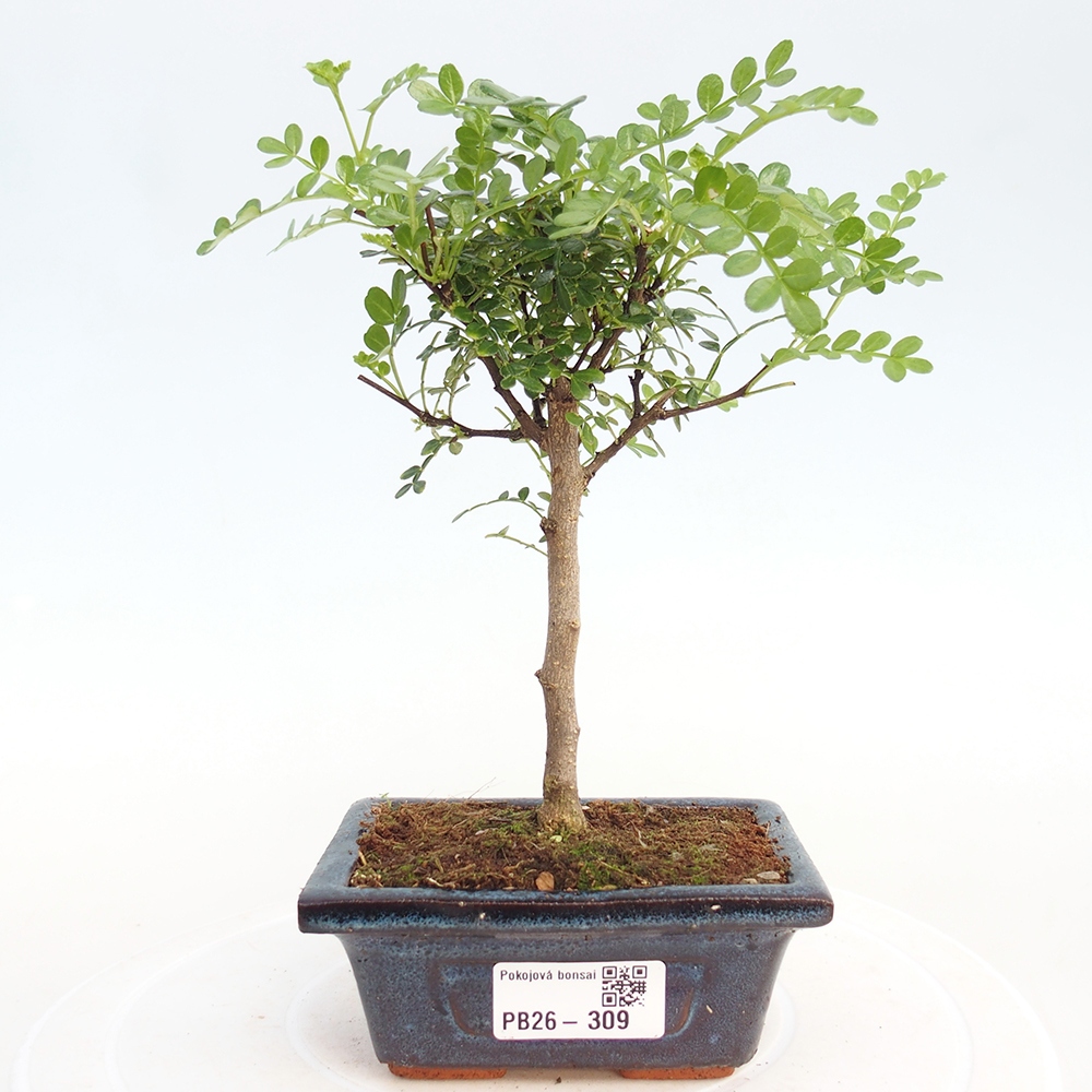 Room bonsai - Zantoxylum piperitum - pepper tree