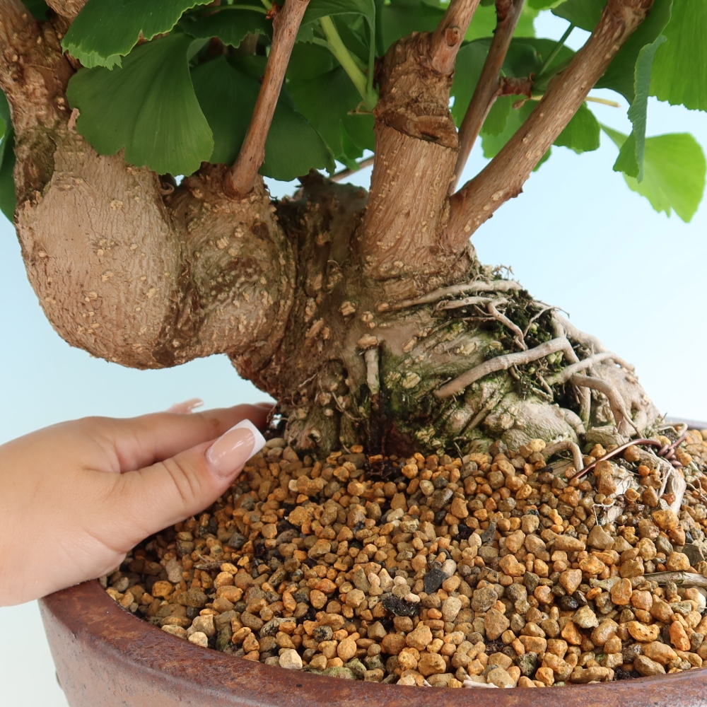 Outdoor bonsai - Ginkgo biloba - Ginkgo biloba