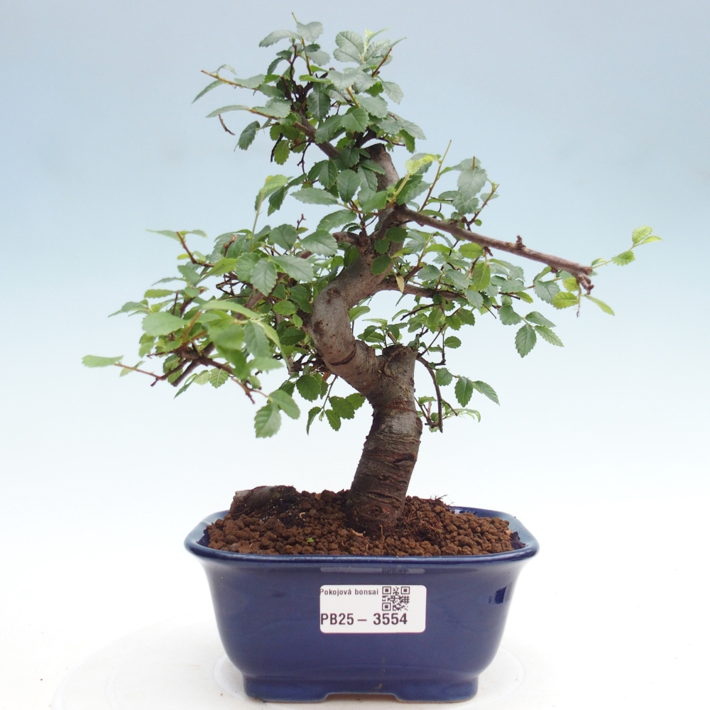 Room bonsai - Ulmus parvifolia - Small-leaved elm
