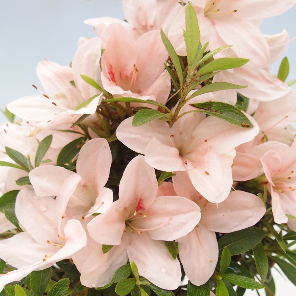 Outdoor bonsai - Japanese azalea - Azalea Nikko