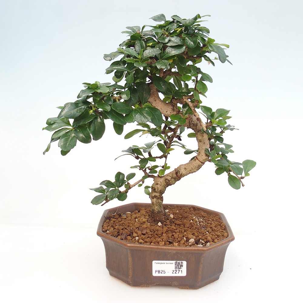 Room bonsai - Carmona macrophylla - Tea fuki