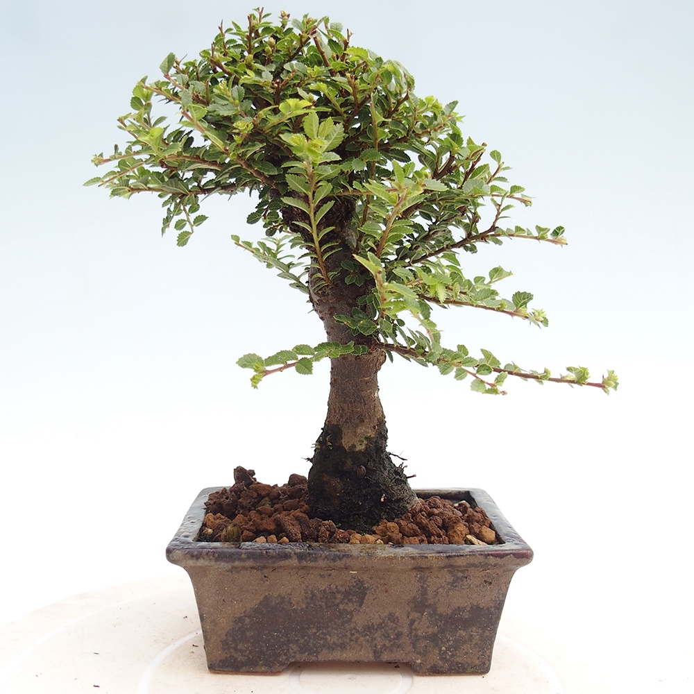 Outdoor bonsai - Ulmus parvifolia Hokkaido - Chinese elm
