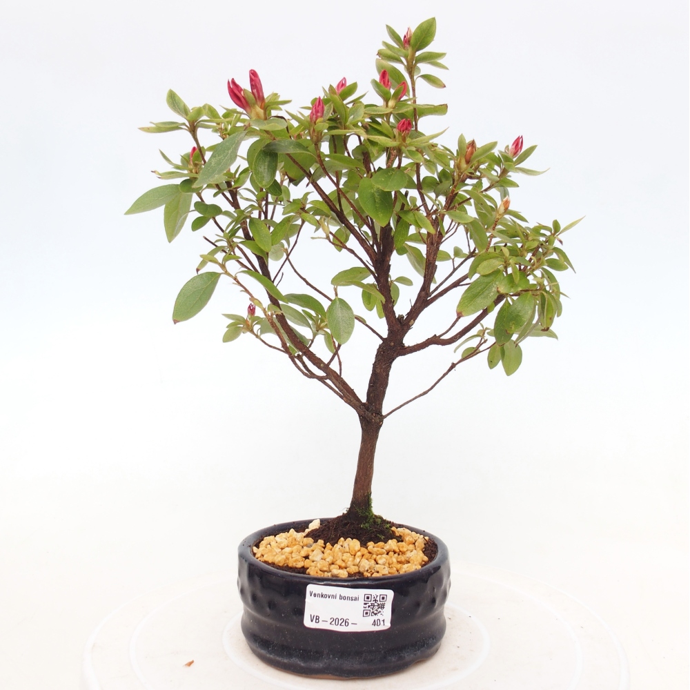 Outdoor bonsai - Japanese azalea - Azalea sp.