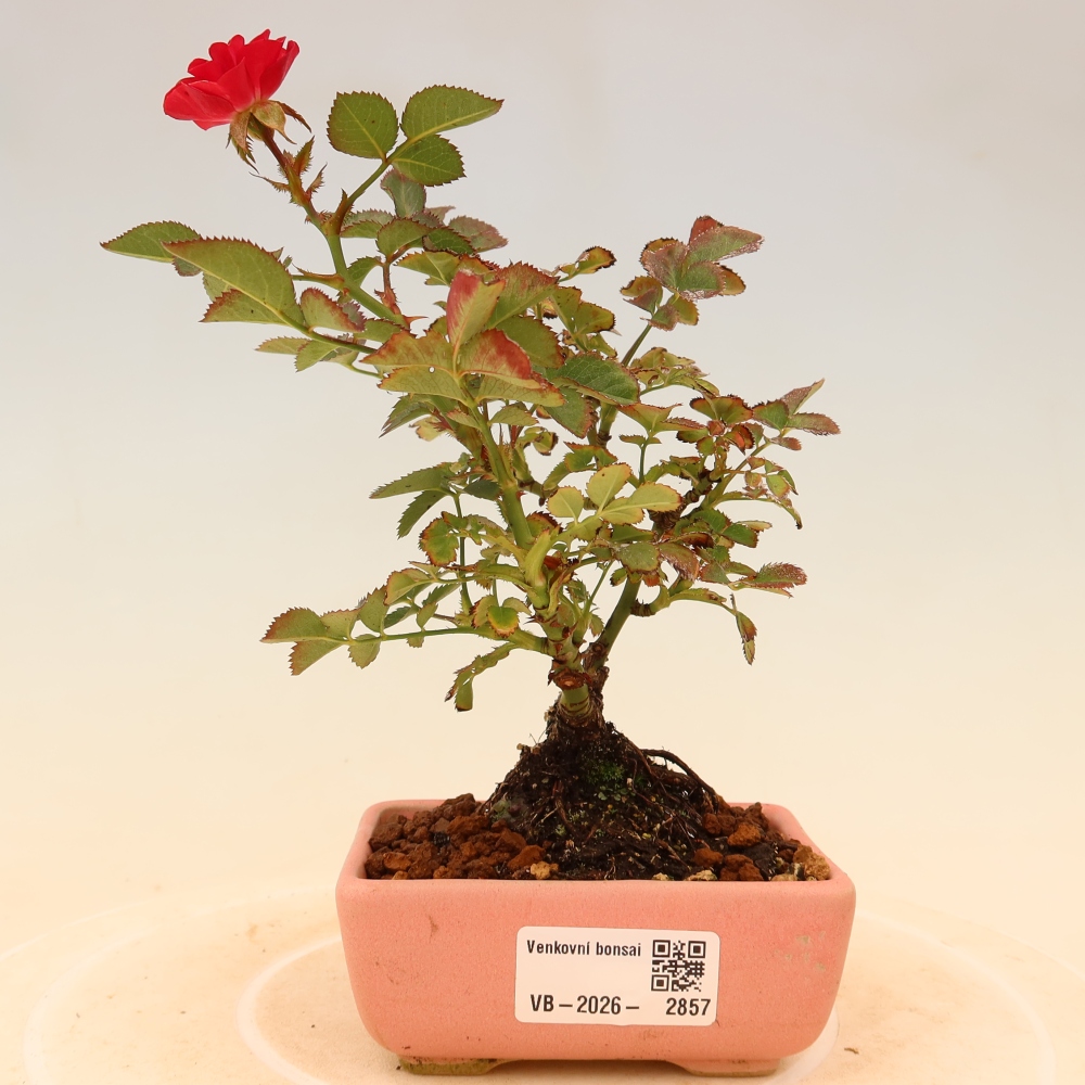 Outdoor Bonsai - Rosa Kordes - Rose