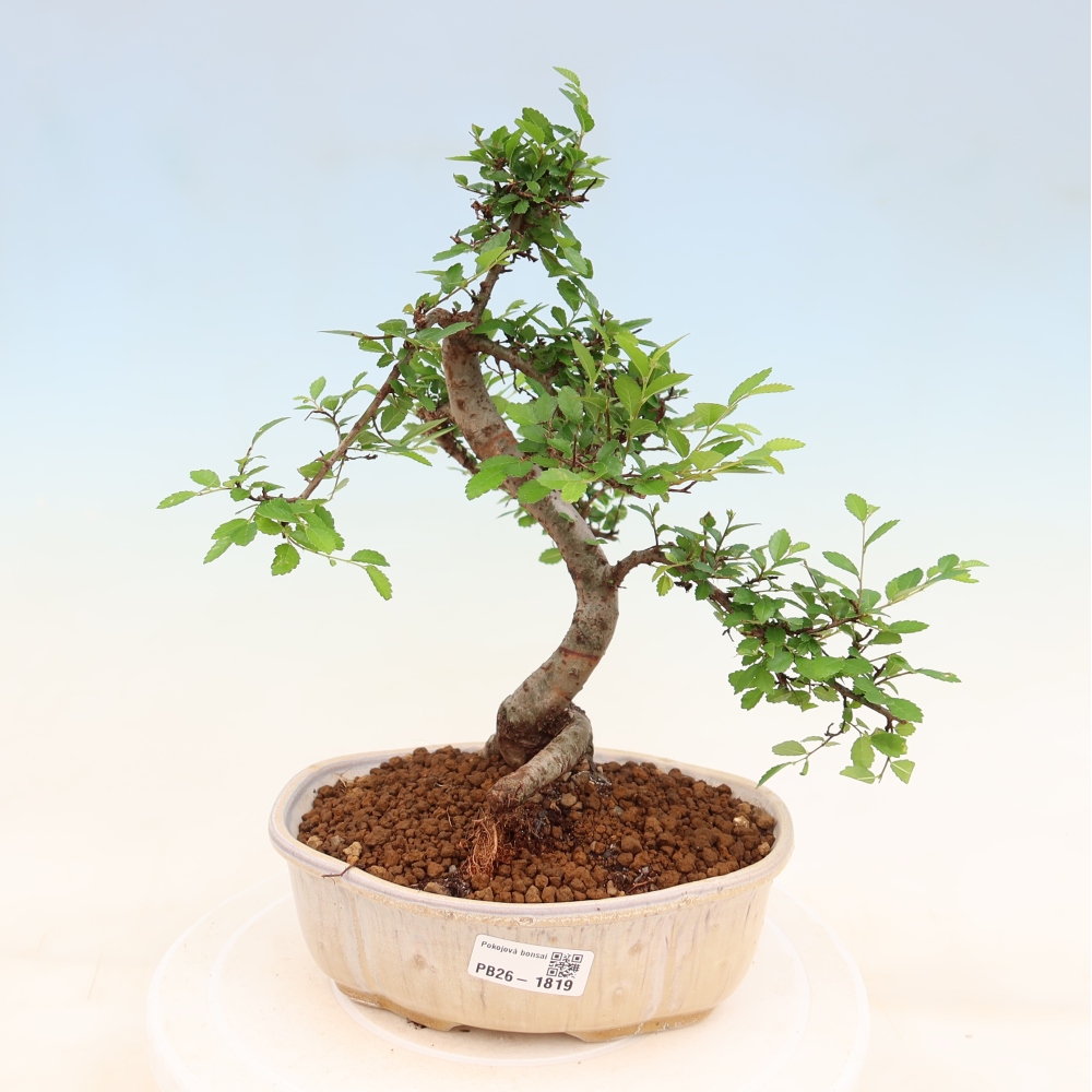 Room bonsai - Ulmus parvifolia - Small-leaved elm