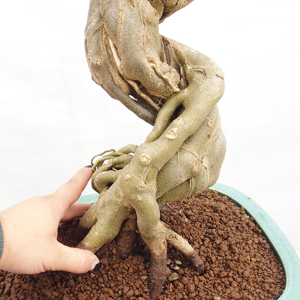 Outdoor bonsai - Maple Buergerianum - Burger Maple